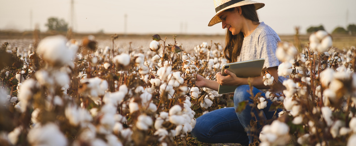 Cotton farmer in a cotton field