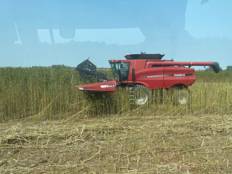 Harvesting hemp in Kansas
