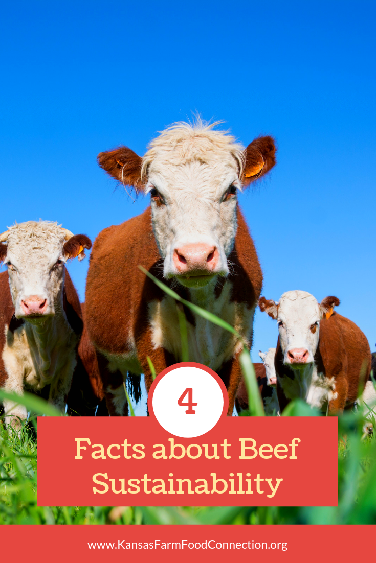 Beef Sustainability Facts / Sustainable Beef Production | Beef ...