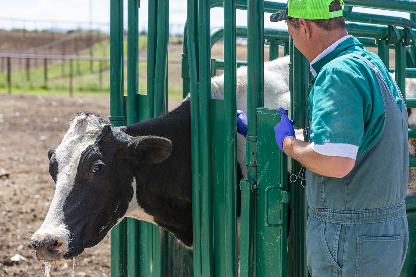The How and Why of Antibiotics in Animal Care Kansas Farm Food