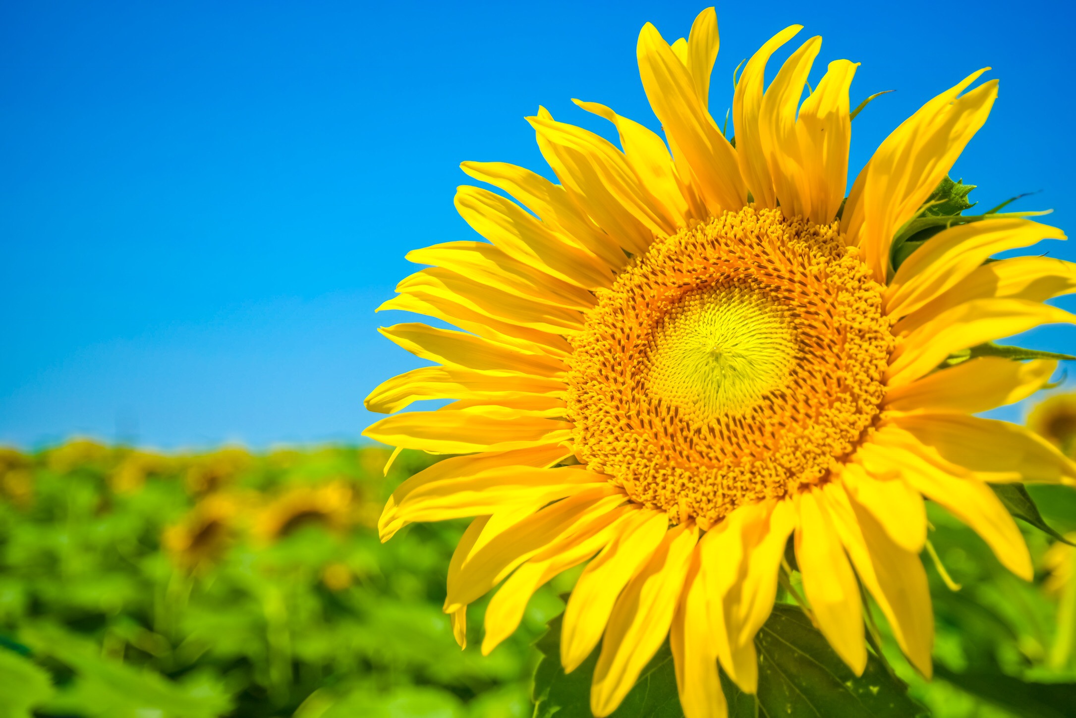 Seven Fun Facts About Sunflowers | Kansas Farm Food