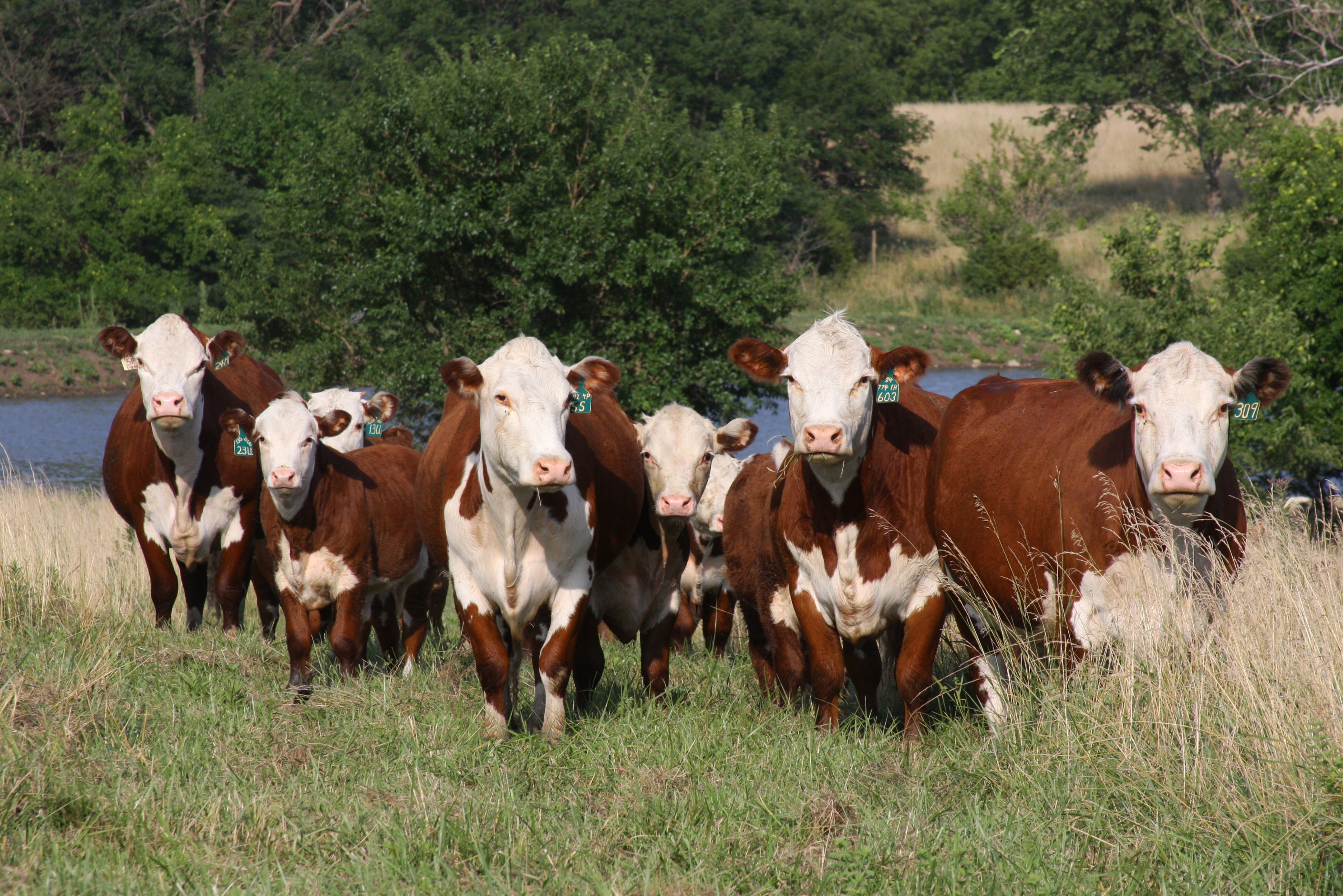 Spotlight on Beef Industry Sustainability | Kansas Farm Food