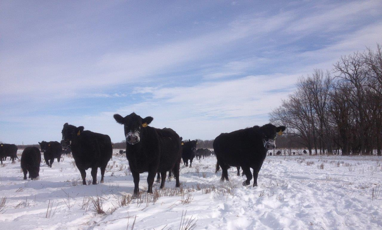 Ranching in the Winter Kansas Farm Food