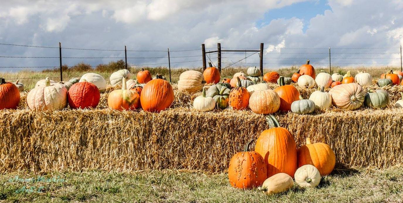 Behind the Scenes of a Pumpkin Patch Kansas Farm Food