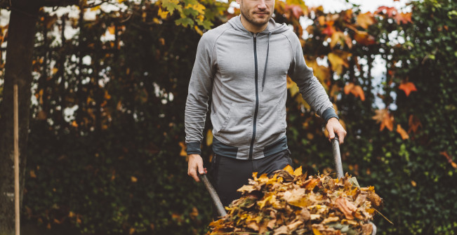Lawn care tips for fall leaves