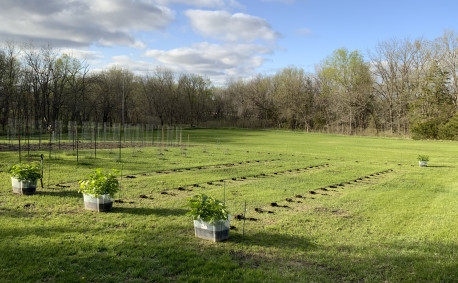 An orchard attempt during lockdown - 2020