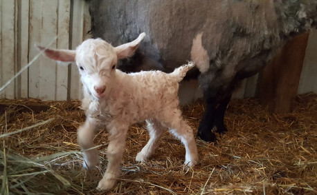Baby Pygora goat at Rowantree Farm