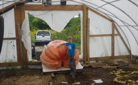 The fully grown giant pumpkin is harvested