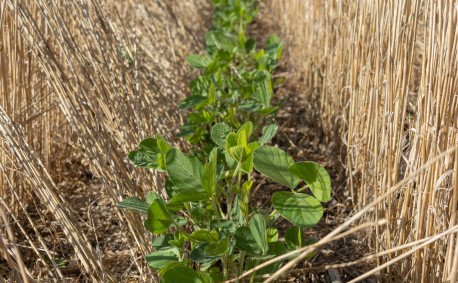 The Bellar family grows crops in rotation and uses cover crops.