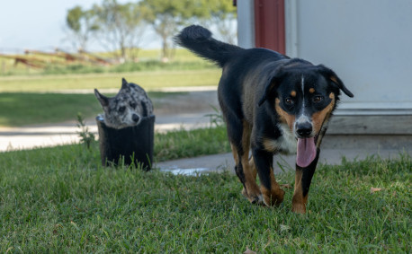 Farm dogs are cherished members of the Bellar family.