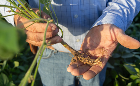 Ben Bellar shows off the root of a soybean plant.