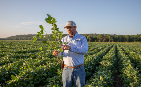 Ben Bellar inspects a soybean plant.