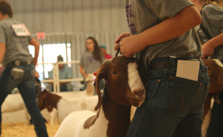 Kansas Junior Livestock Show 2016 goats