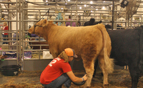 Kansas Junior Livestock Show 2016 grooming