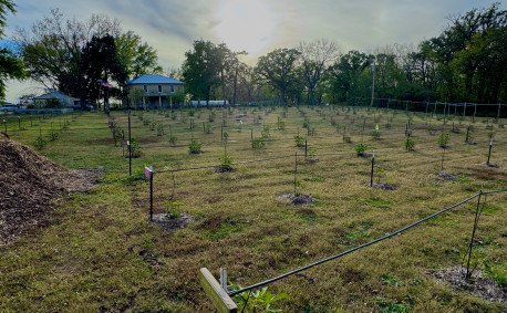 Flint Hills Figs farm - October 2025