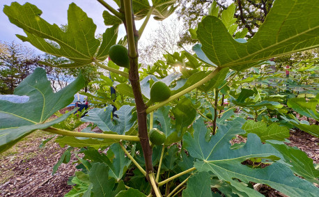 Fruiting fig tree
