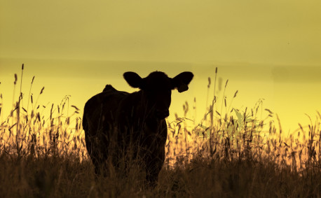 Heifer in wheat field at sunset