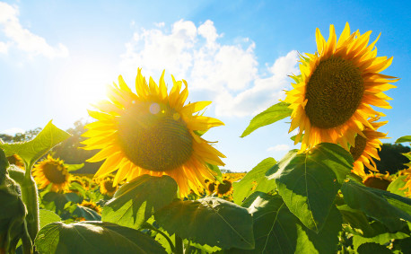 Kansas sunflower farms