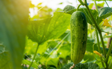Garden ripe, fresh cucumbers