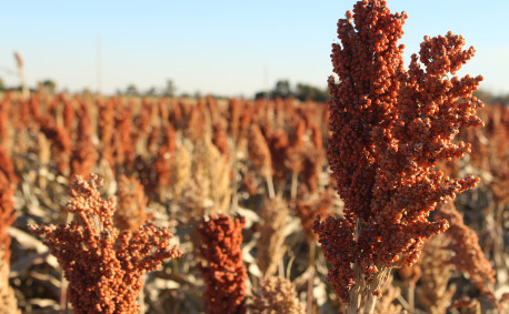 Sorghum in a field