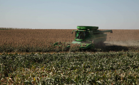 Harvesting: From July to late October, sorghum grain is harvested using a combine that separates the grain from the plant.