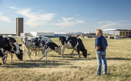 Steve Strickler Kansas Dairy Farm - Holstein cows