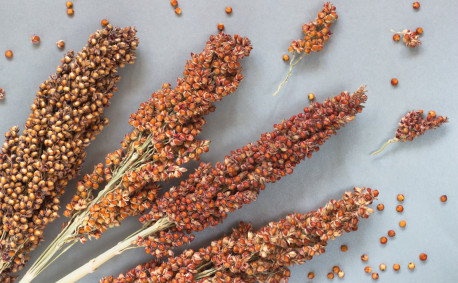 Sorghum and Sustainability