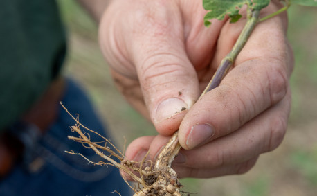 Healthy soybean plants come from healthy soil.
