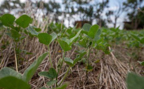 Cover crops help their soil retain moisture so their soybeans grow well.