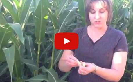 video how does corn get pollinated
