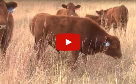 Video beef pasture to plate