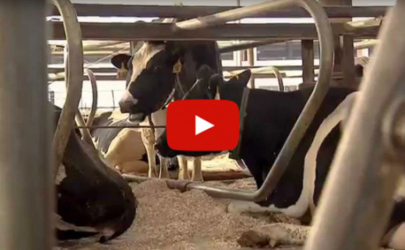 video milk farm to table