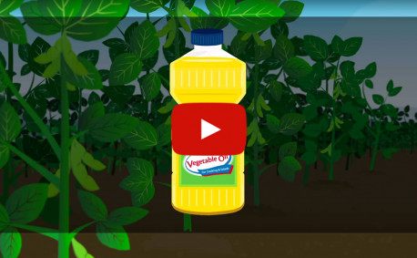 video where vegetable oil comes from