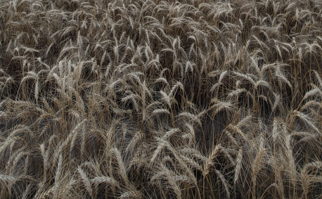 Kansas wheat field thumbnail