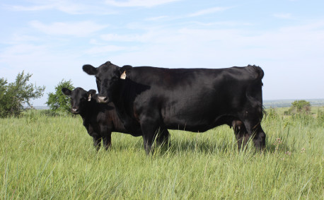 Modern Beef Production Cattle