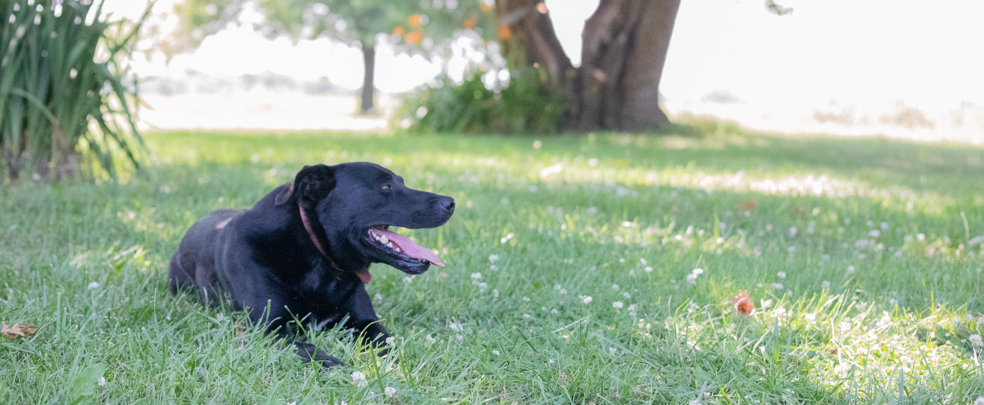 Little Sammy Jinkins - Farm Dog