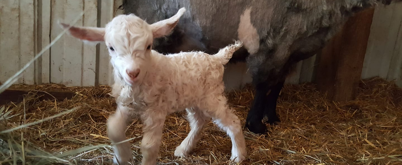 Baby Pygora goat at Rowantree Farm