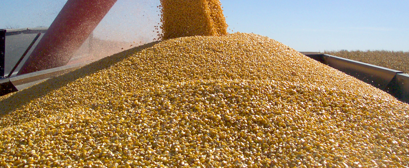 Corn Harvest