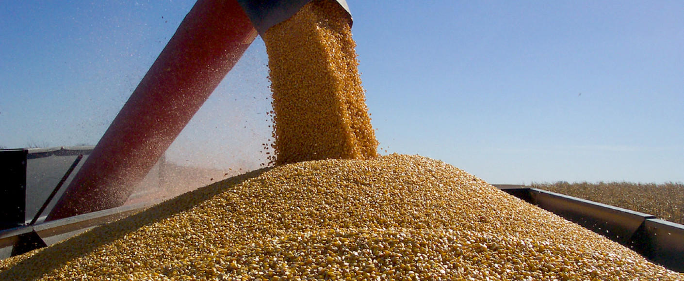 Farm to table: How field corn is harvested