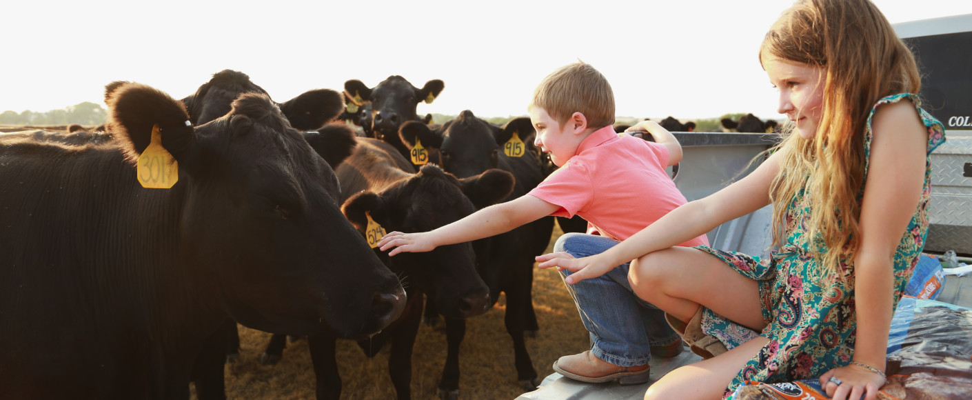 What Do Cattle Eat | Kansas Farm Food