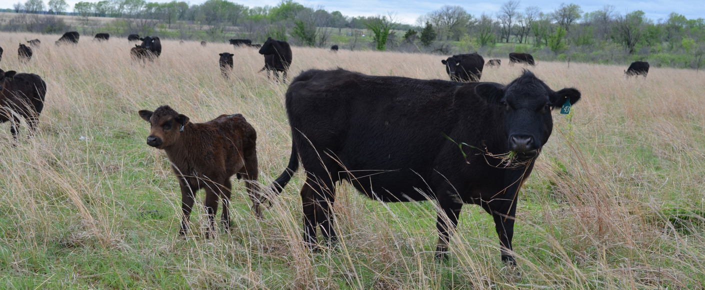 Animal Welfare in Food Production | Kansas Farm Food