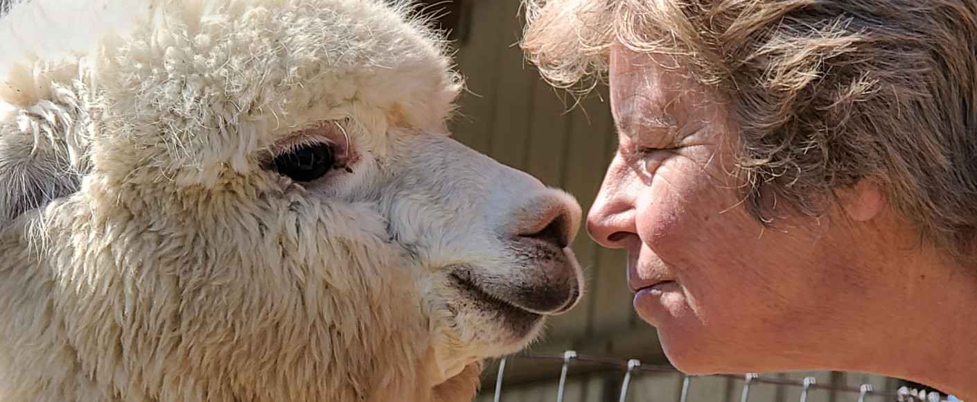 Manna Meadows Alpaca Farm