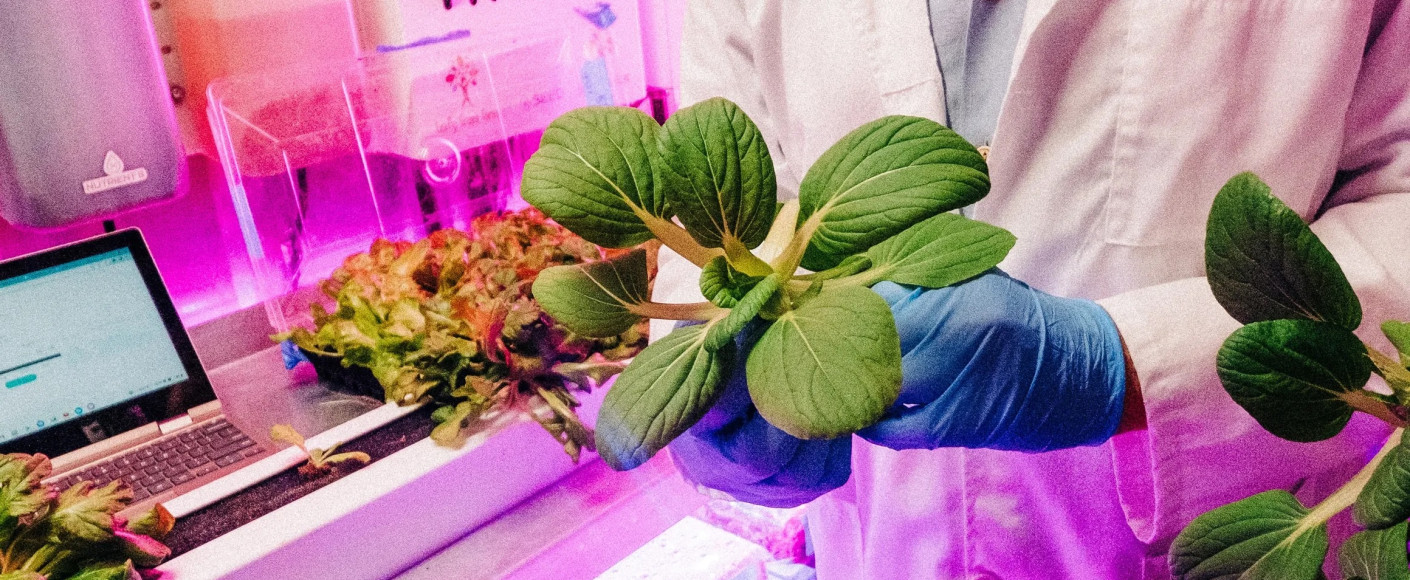 Fresh plant at Leafy Green Farms