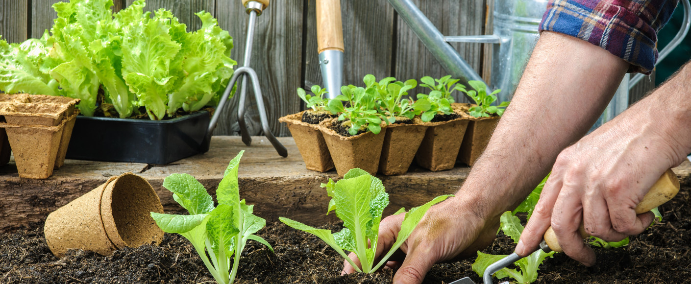 Vegetable Gardening for Beginners: The Basics of Planting & Growing