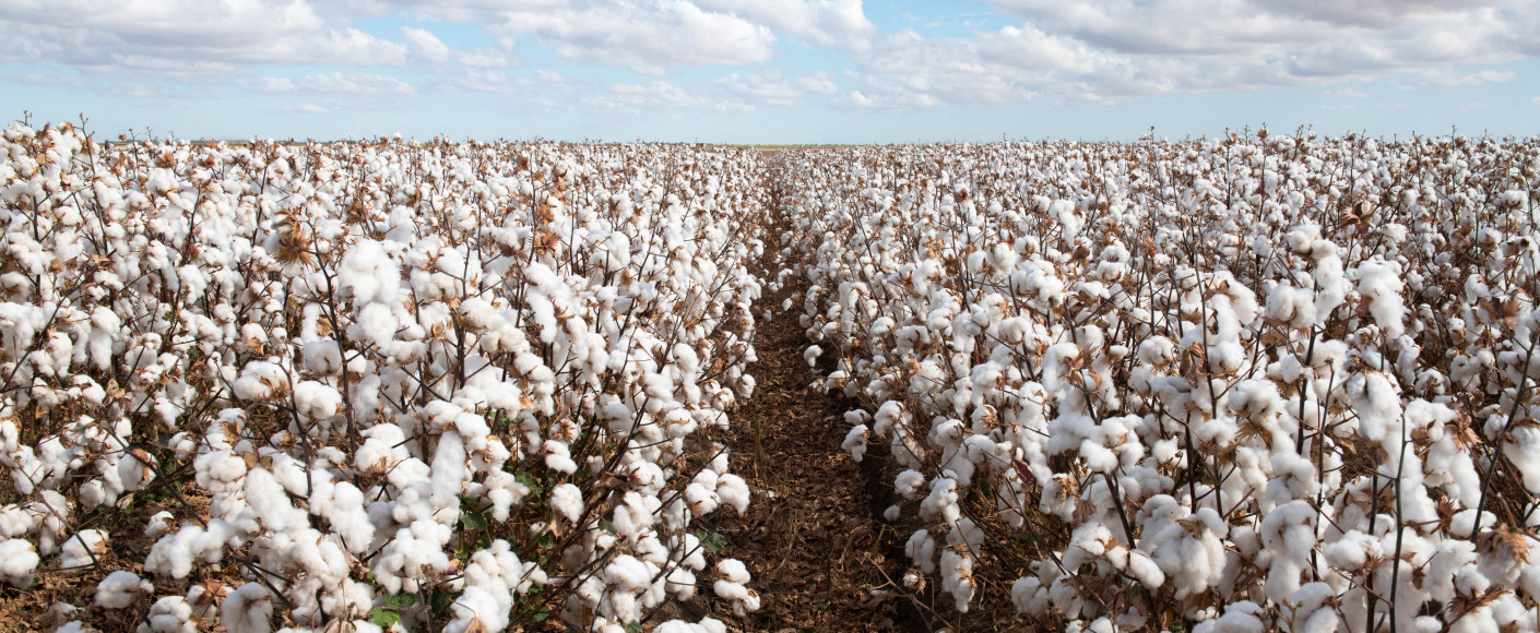 Field of cotton in bloom