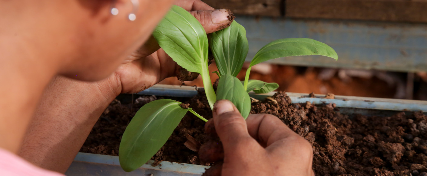 Woman inspecting a plant