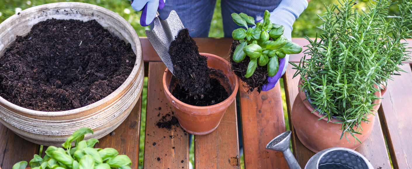 Tips to Grow Herbs - Planting Basil