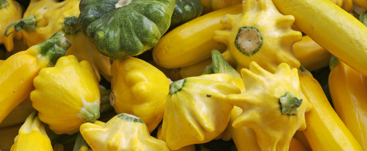 Summer Squash Varieties