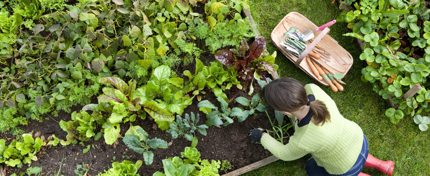 Grow Bags for Vegetable Gardening and More - The Beginner's Garden