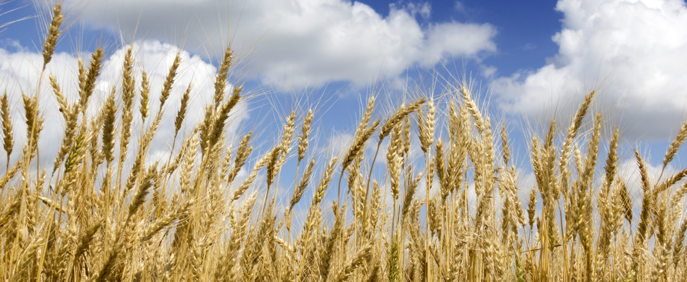 Golden field of wheat